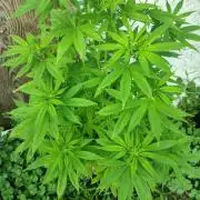 3 outdoors, mutant auto included!