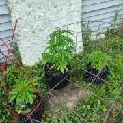 3 outdoors, mutant auto included!