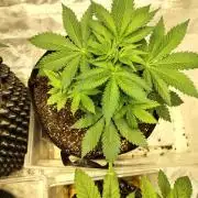 4 plant indoor