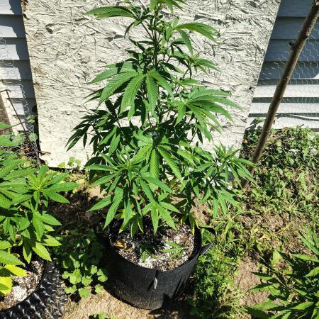 3 outdoors, mutant auto included!