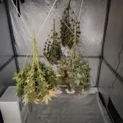 4 plant indoor