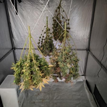 4 plant indoor