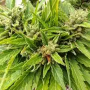 Out to indoor autoflower mutant!