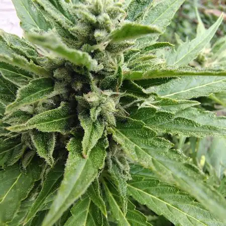 3 outdoors, mutant auto included!