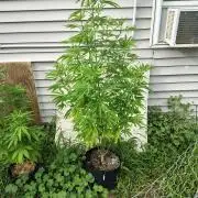 3 outdoors, mutant auto included!