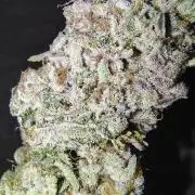 4 plant indoor
