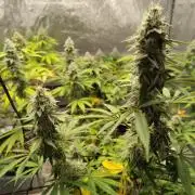 4 plant indoor