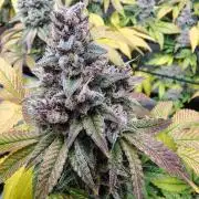 4 plant indoor