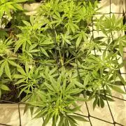 4 plant indoor