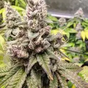 4 plant indoor