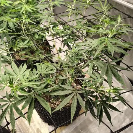 4 plant indoor