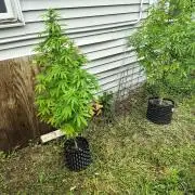 3 outdoors, mutant auto included!