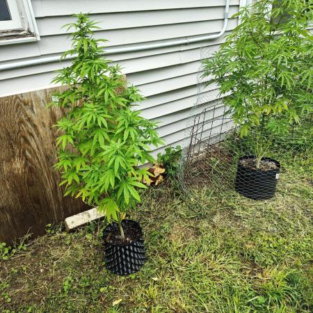3 outdoors, mutant auto included!