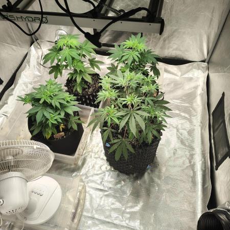 4 plant indoor
