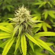 4 plant indoor