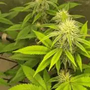 4 plant indoor