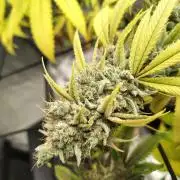 4 plant indoor