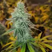 4 plant indoor