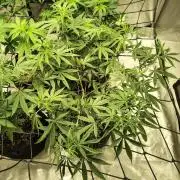 4 plant indoor