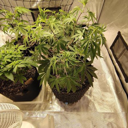 4 plant indoor