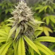 4 plant indoor