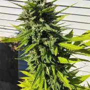 3 outdoors, mutant auto included!