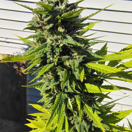 3 outdoors, mutant auto included!