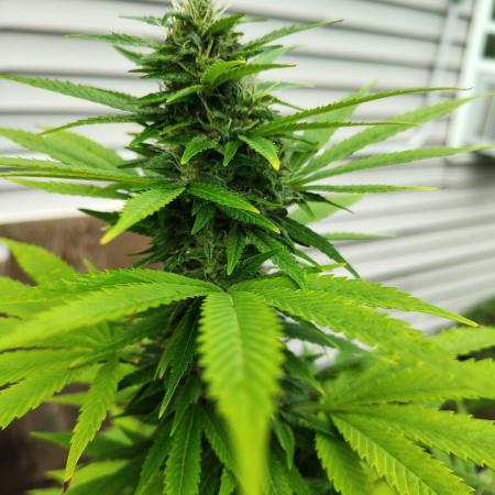 3 outdoors, mutant auto included!