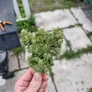Out to indoor autoflower mutant!