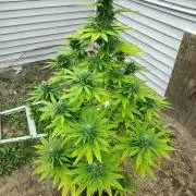 3 outdoors, mutant auto included!