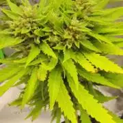 Out to indoor autoflower mutant!