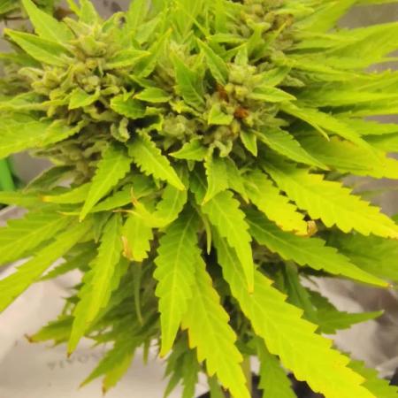 Out to indoor autoflower mutant!