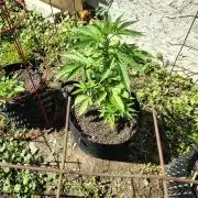 3 outdoors, mutant auto included!