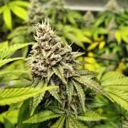 4 plant indoor