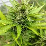 3 outdoors, mutant auto included!