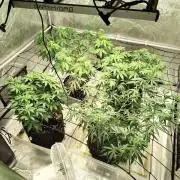 4 plant indoor