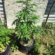 3 outdoors, mutant auto included!