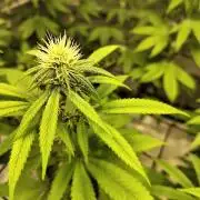 4 plant indoor