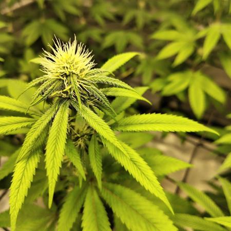 4 plant indoor