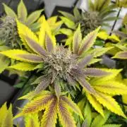 4 plant indoor