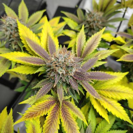 4 plant indoor