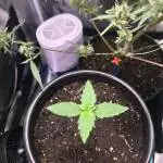 Godzilla Cookies Auto