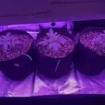 Northern Lights Auto Grow