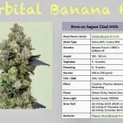 Orbital Banana F1 - RQS - 2nd Grow
