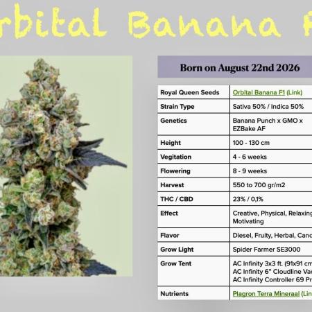 Orbital Banana F1 - RQS - 2nd Grow