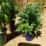 ILGM Pure Indica Strain 