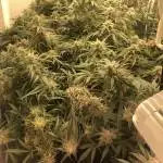 First Time Grow