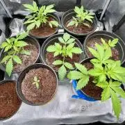 🥊🥧🍧🐐☕️🐓🔩🍌