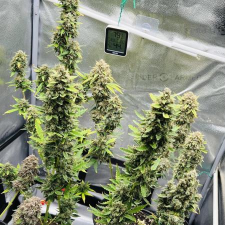 🍓🍰🤨🌿🍑🍪🍎