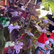 🥊🥧🍧🐐☕️🐓🔩🍌